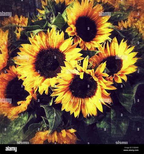 Bouquet Sunflowers Hi Res Stock Photography And Images Alamy