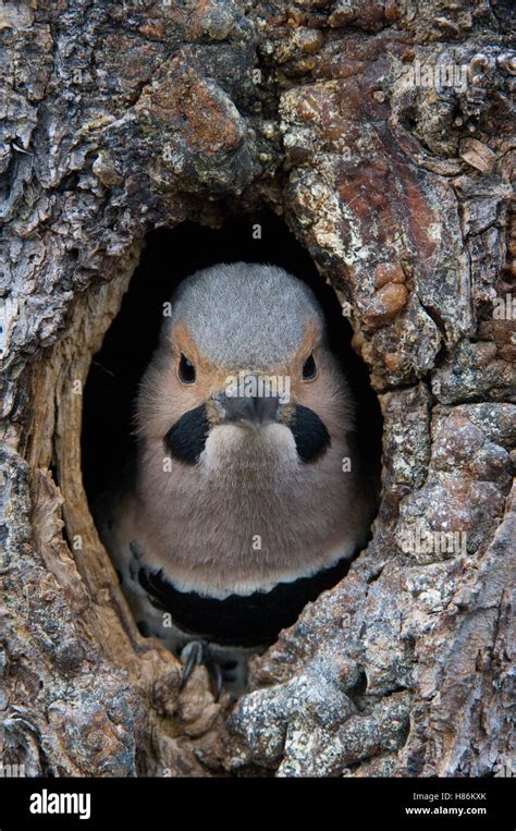 Northern Flicker Colaptes Auratus In Nest Cavity Alaska Stock Photo