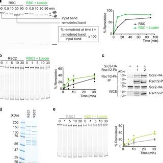 Promoter Nucleosome Eviction By The Cohesin Loader A Differential