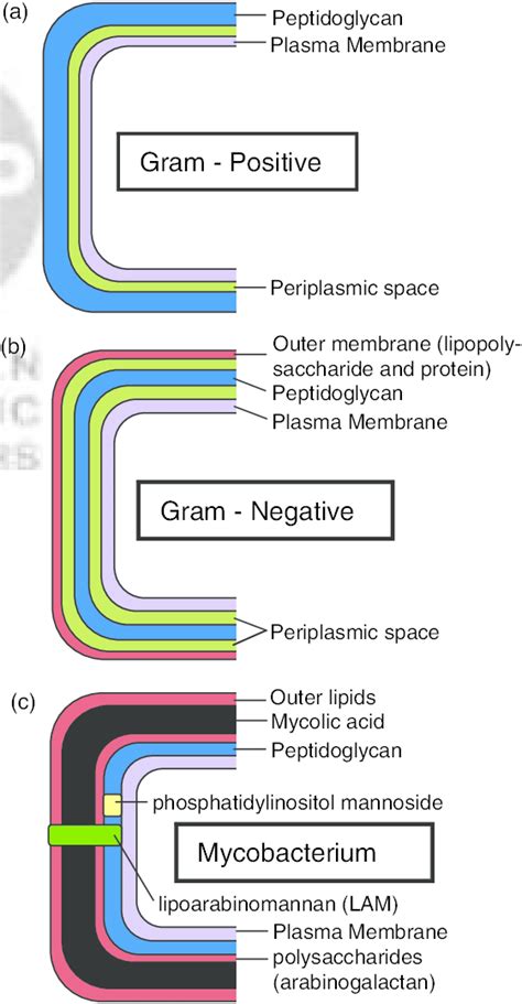 Diagram Demonstrating Of The Cell Wall Structure Of A Grampositive Download Scientific