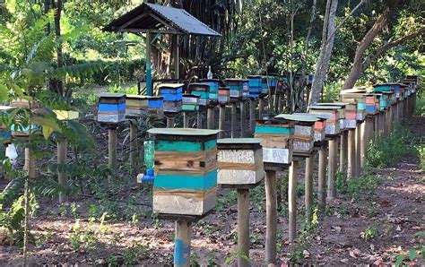 Meliponicultura A Cria O De Abelhas Nativas Sem Ferr O