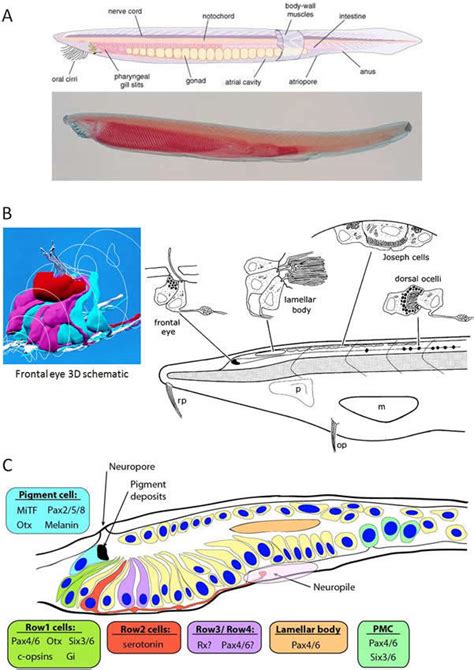 Figure 5. [Amphioxus photoreceptors. A, Amphioxus adult ...