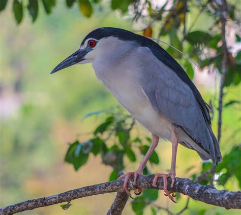 Cannundrums: Black-Crowned Night Heron