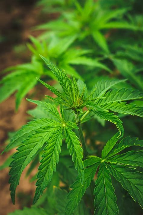 Going Beyond CBD Exploring The Full Spectrum Of Hemp Extraction