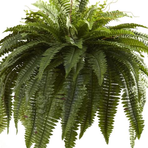 Double Giant Boston Fern Hanging Basket Etsy