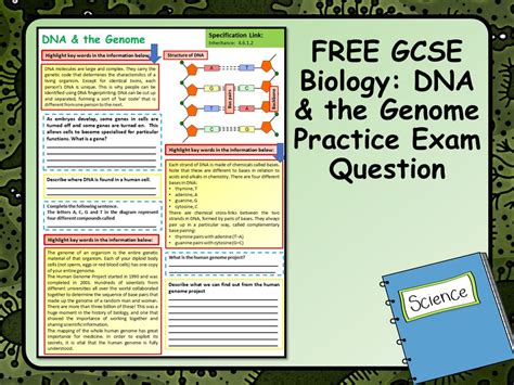 Free Gcse Biology Science Dna And The Genome Practice Exam Question