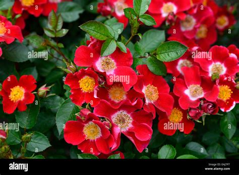 Rosa Robin Redbreast Interrob Rose Groundcover Red Flower Flowers Bloom