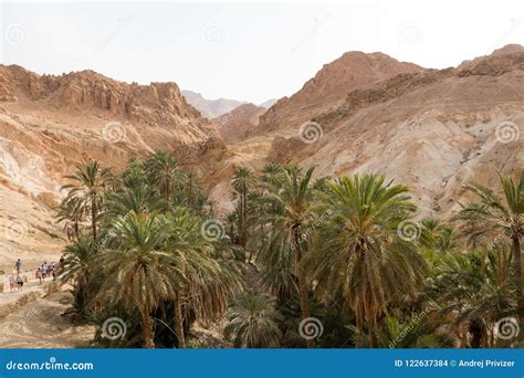 The Oasis Of Chebika Near Nefta With A Palm Tree And Mineral Rocks