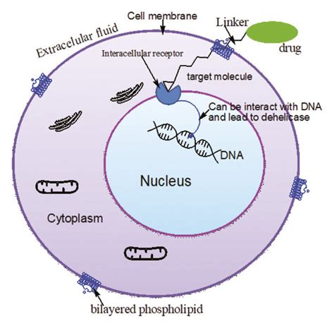 General Model Of Intracellular Targeting Mechanism Adapted From Ref