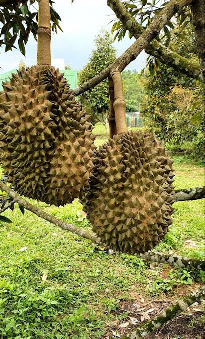 Agrowisata Durian Dan Lebah Madu Kampung Lebak Kaum RT 01 RW 01