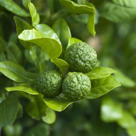 anak pokok limau purut kebuna putrajaya