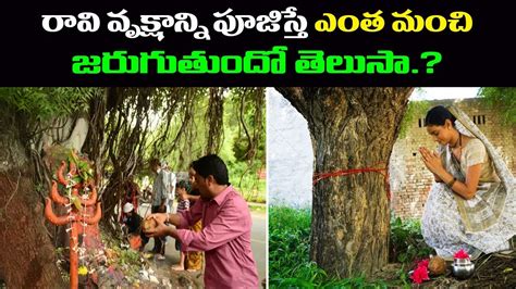 Ravi Chettu Pooja Palithalu Ravi Tree Significance Pedda Bala