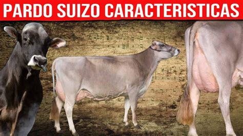 Pardo Suizo Caracter Sticas Vacas Lecheras Brown Swiss Youtube