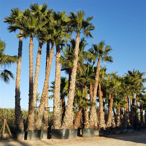 Washingtonia Multi Trunk To Cm Washingtonia Palm