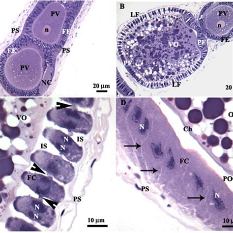 Transmission Electron Micrographs Of The Follicular Epithelium Of The