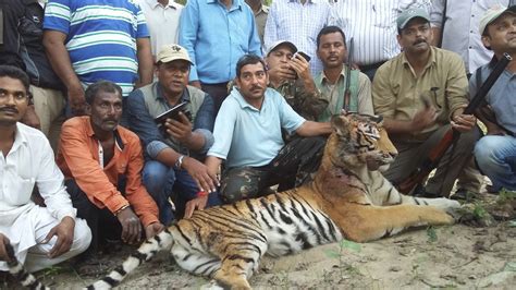 Maneater The Photo As Shown Above Is A Maneater Tiger Who Killed