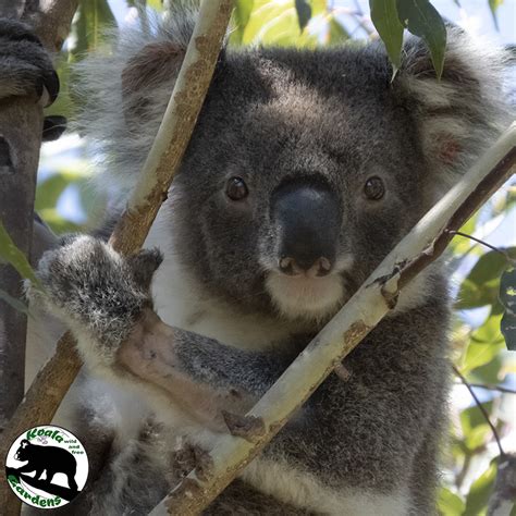 Koala Facts Koala Gardens