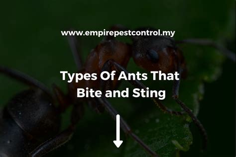 Types Of Ants That Bite And Sting Complete Guide 2024