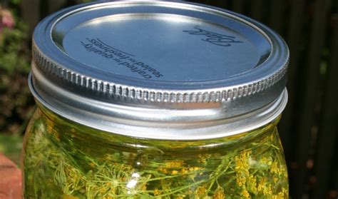 Preserving Dill Heads Dill Garden Cooking Preserves