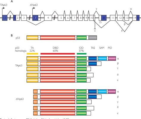 Figure 1 From The Role Of P63 Proteins In Tumorigenesis And The