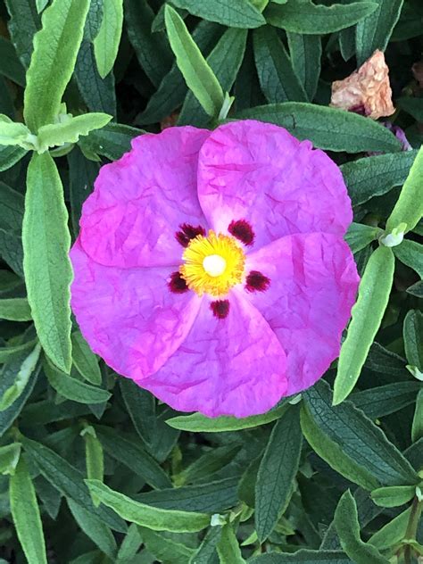 Floral Garden Plants Plant Planets