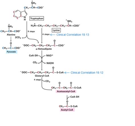 Mh1040 Biochem L9 Fates Of Amino Acid Carbon Skeletons And Intro To