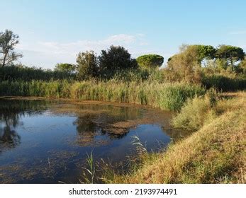 Valle Bertuzzi Po Delta Marsh Landscape Stock Photo