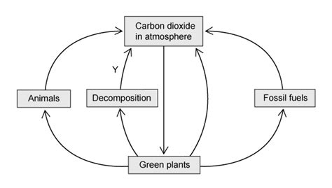 Nutrient Cycles Cambridge O Level Biology Exam Questions And Answers 2023