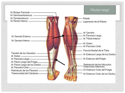 Musculatura Dos Membros Inferiores FDPLEARN