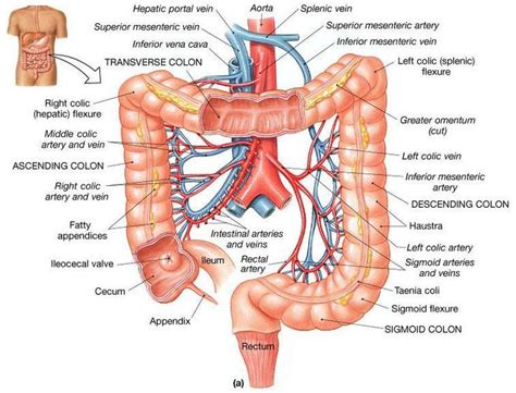 Digestive System Stomach Large Intestine Intestines Anatomy Anatomy