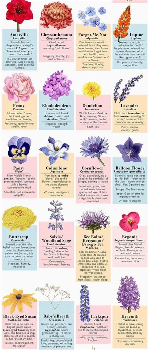 Flower Meanings Chart Poster