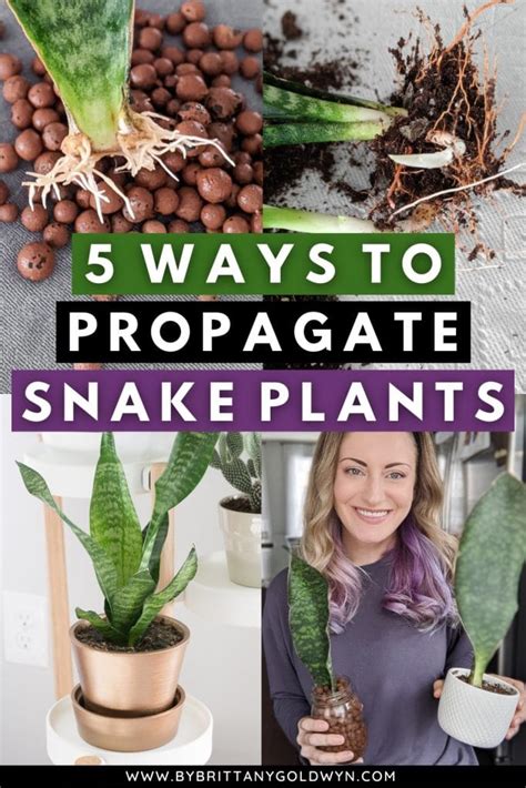 Prop Snake Plants Pin By Brittany Goldwyn Live Creatively