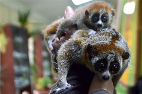 Pygmy Slow Loris Born To 'Cheesiest' Parents At Ohio Zoo | iHeart