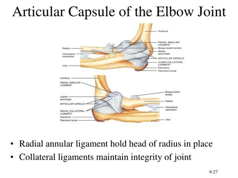 Ppt Chapter 9 Joints Powerpoint Presentation Free Download Id3130113