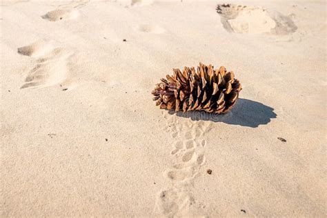 Pine Cone In A Drifting Sand Area Stock Image Image Of Decoration