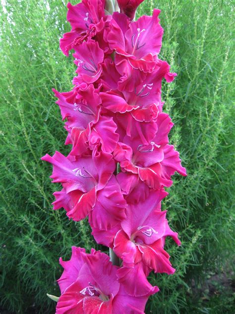 Туманность андромеды гладиолус (75 фото)