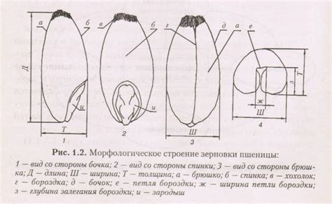 Строение и химический состав зерна, масличных культур, зернобобовых ...