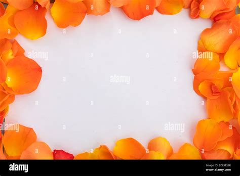 Frame Of Multiple Orange Rose Petals On White Background Stock Photo