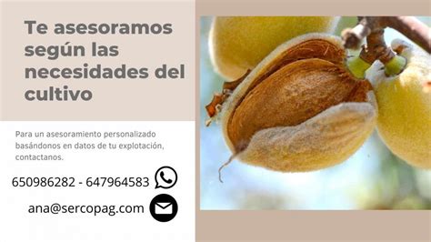 Consejos Para Aumentar La Producci N En Tus Almendros Sercopag