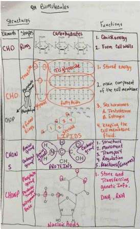 9A Biomolecules Assessment