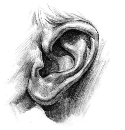 How To Draw Realistic Ears