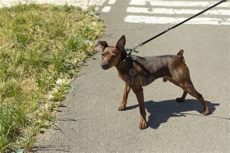 Small Breed Dog On Walk Small Dog In Summer Stock Image Image Of