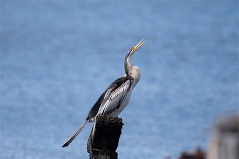 Birds in Sydney Olympic Park - The Wildlife Diaries