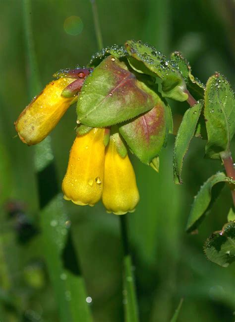 Fiori Gialli Spontanei Autunno Fiori Gialli Spontanei Autunno