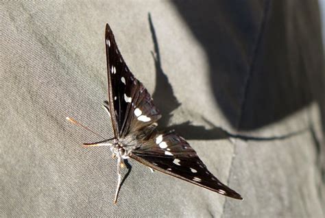 Sydlig Hvid Admiral Limenitis Reducta Southern White Admiral