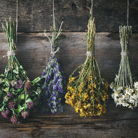 Secado De Las Plantas Medicinales Saraplantas