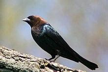 TIL of the brood parasite Brown-Headed Cowbird. A bird who lays eggs in ...