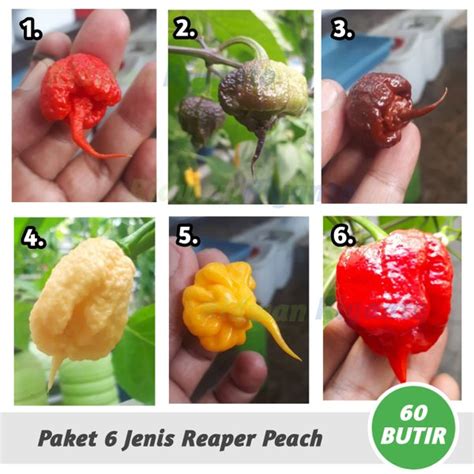 Jual PAKET 6 Jenis BIJI Benih Cabai CAROLINA REAPER Series Cabe