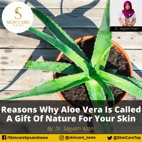 Reasons Why Aloe Vera Is Called A Gift Of Nature For Your Skin