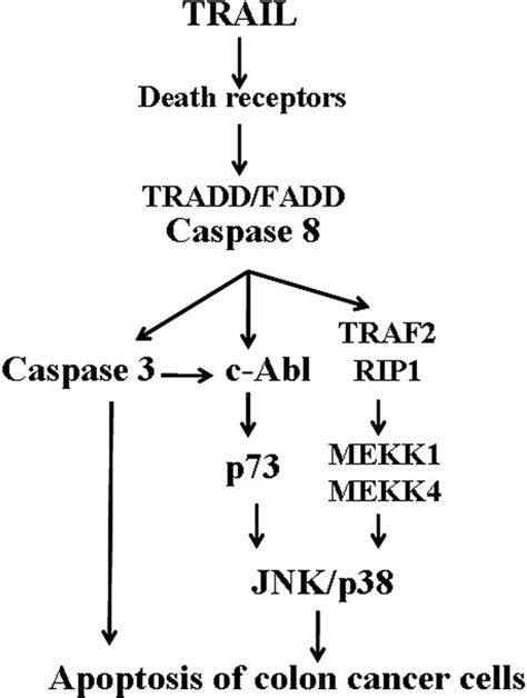 Signaling Pathway For The Cytoprotective Effect Of Sti In